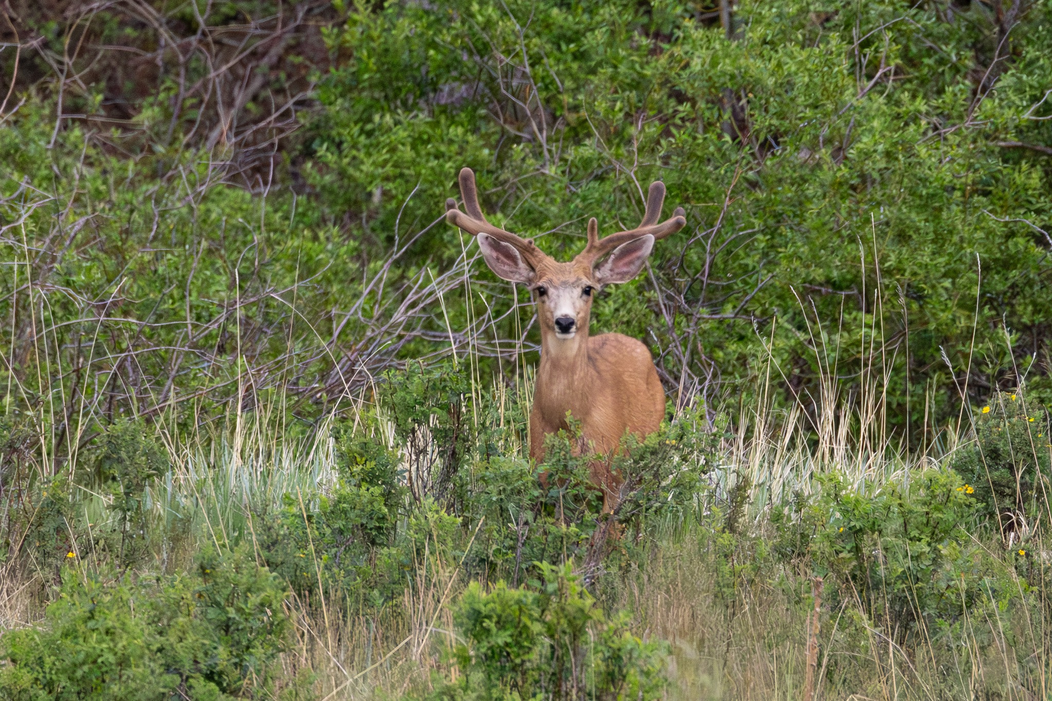 Velvet buck looking through dense green brush