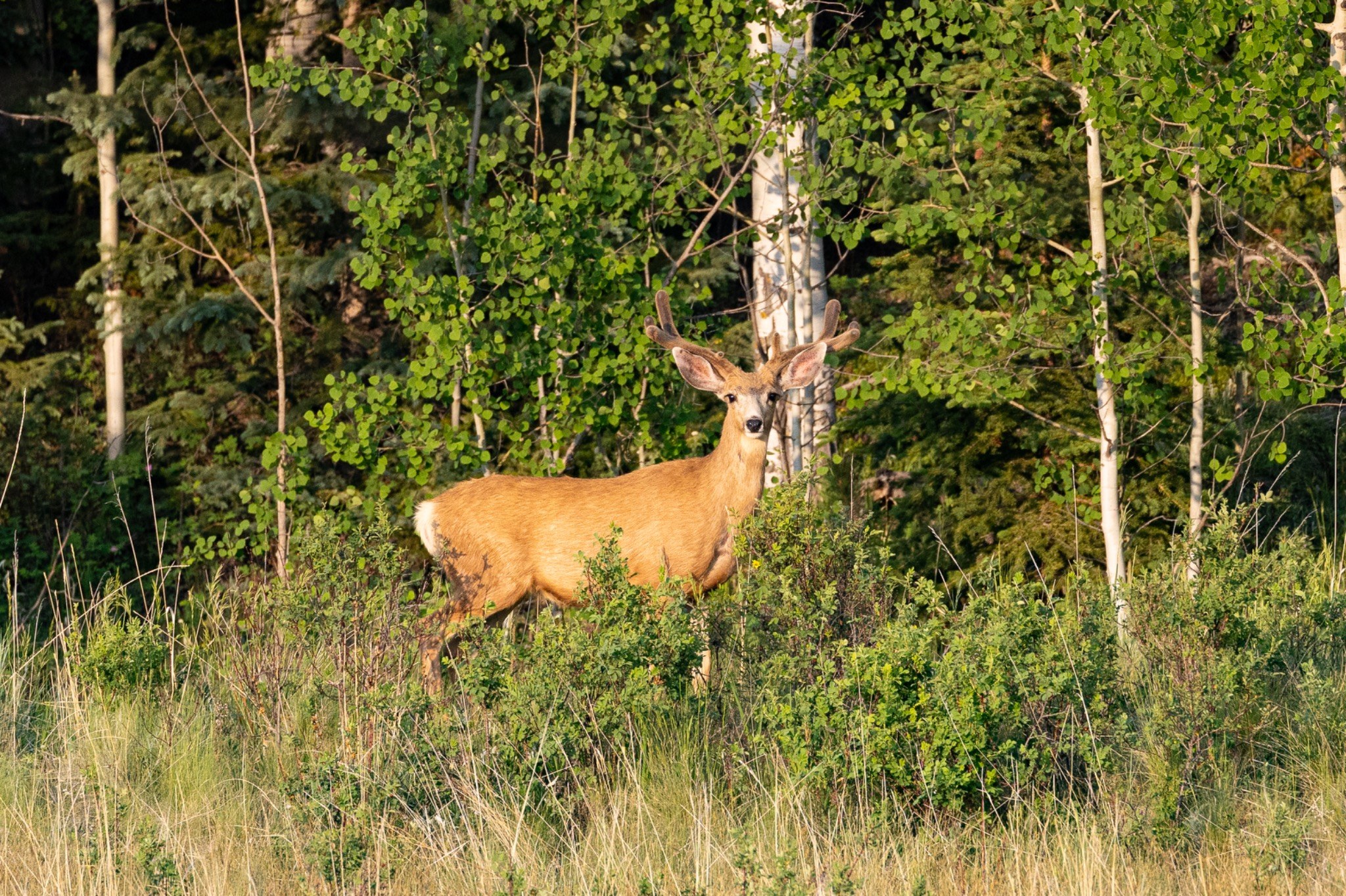 Velvet buck standing in an aspen meadow