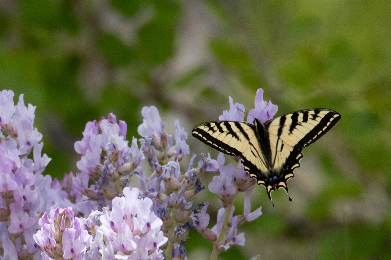 Swallowtail butterfly among purple wildflowers