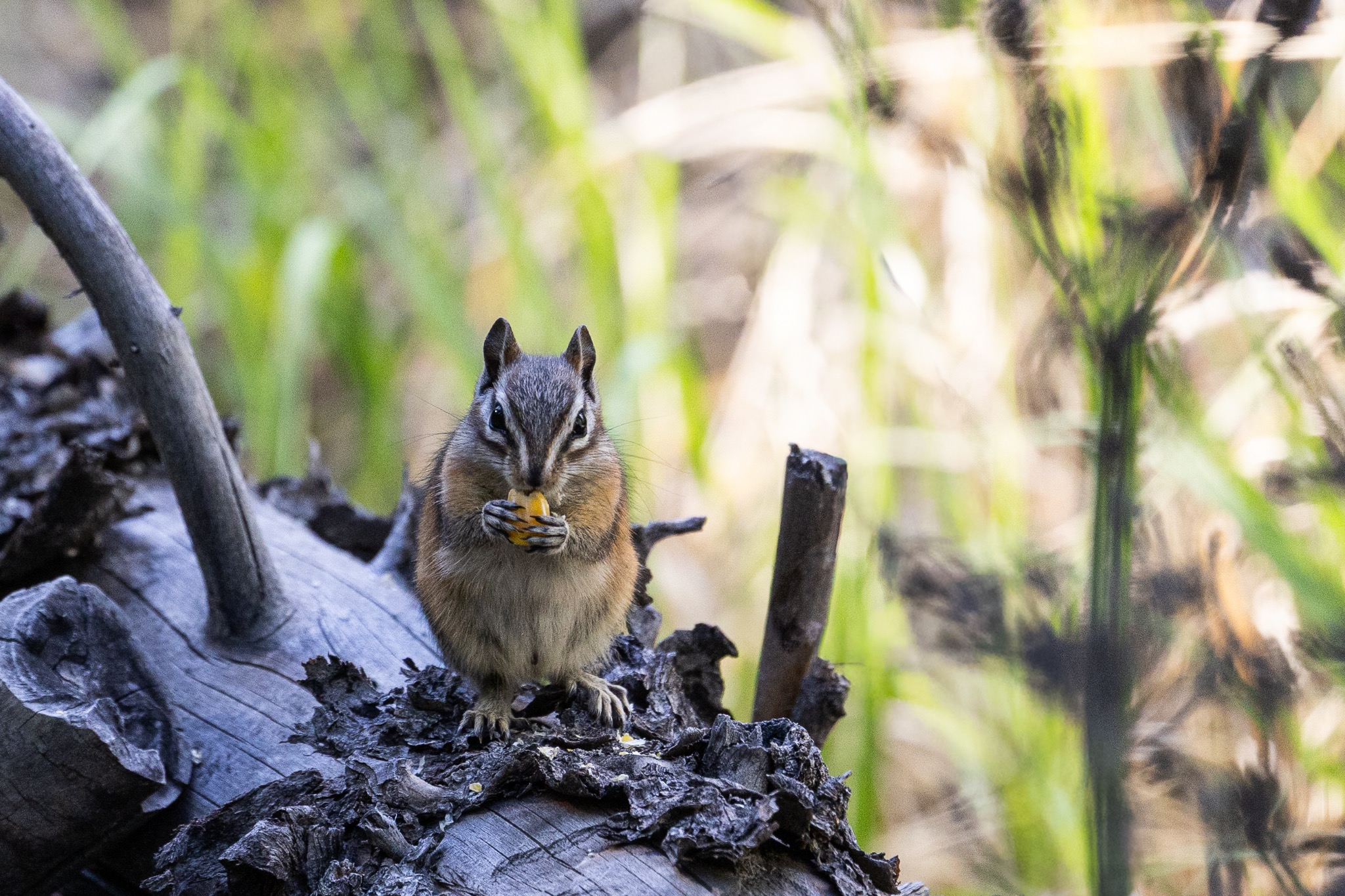 Chipmunk holding food while perched on weathered wood