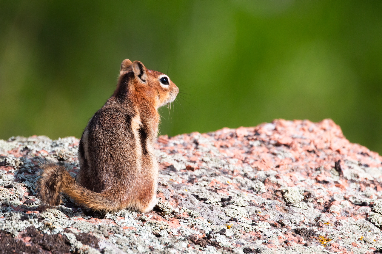 Chipmunk perched on a granite rock