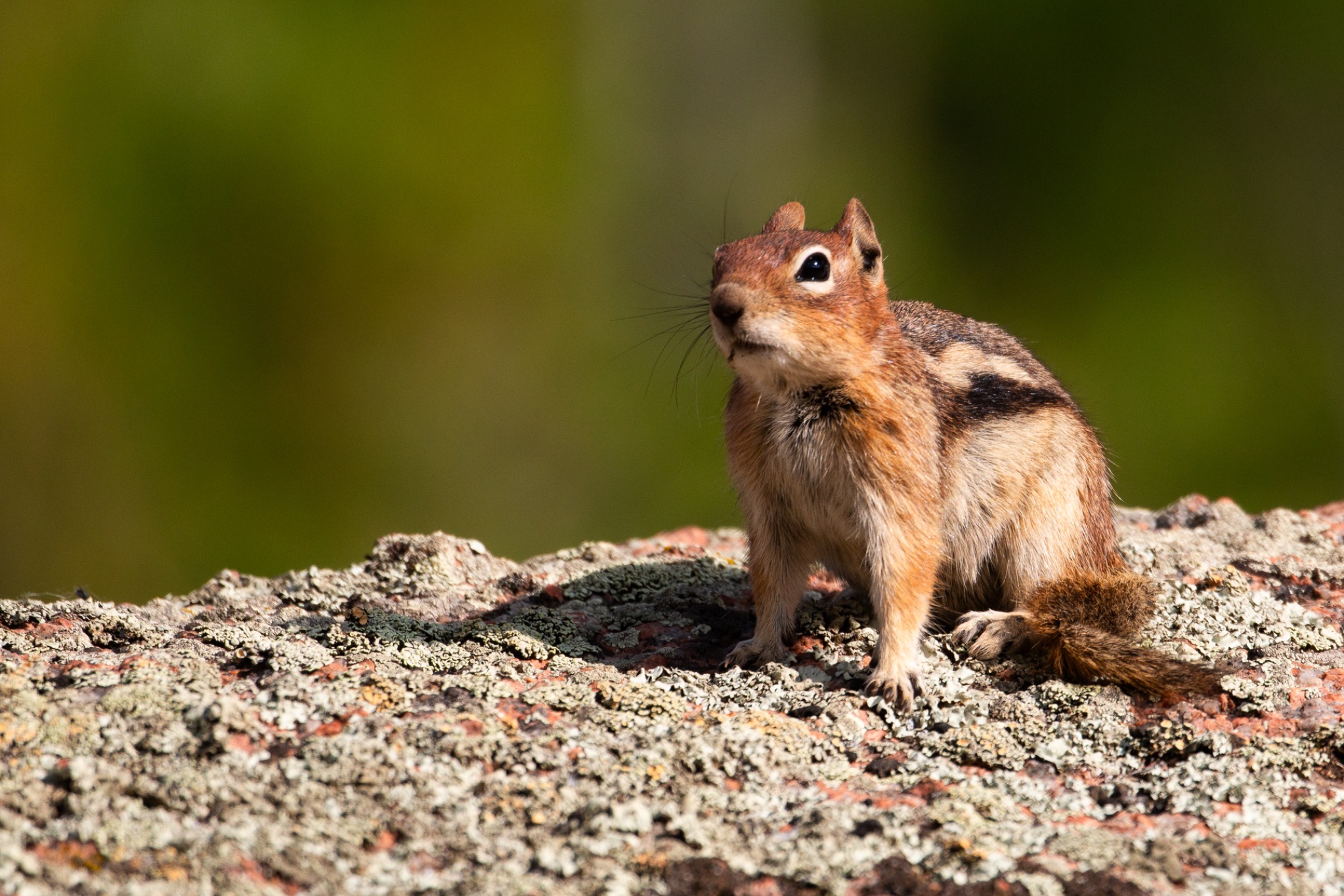 Chipmunk sitting on a lichen-covered rock