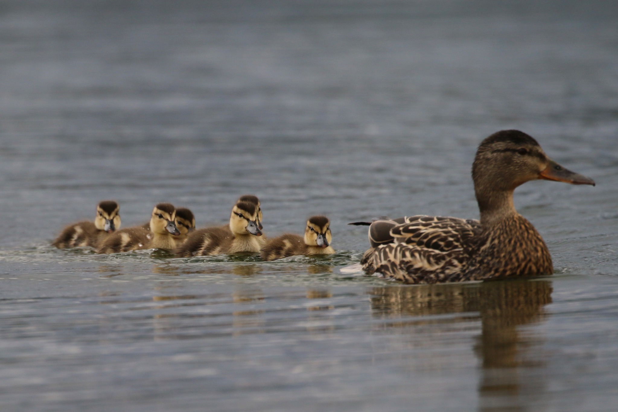 Mallard leading a line of ducklings across calm water