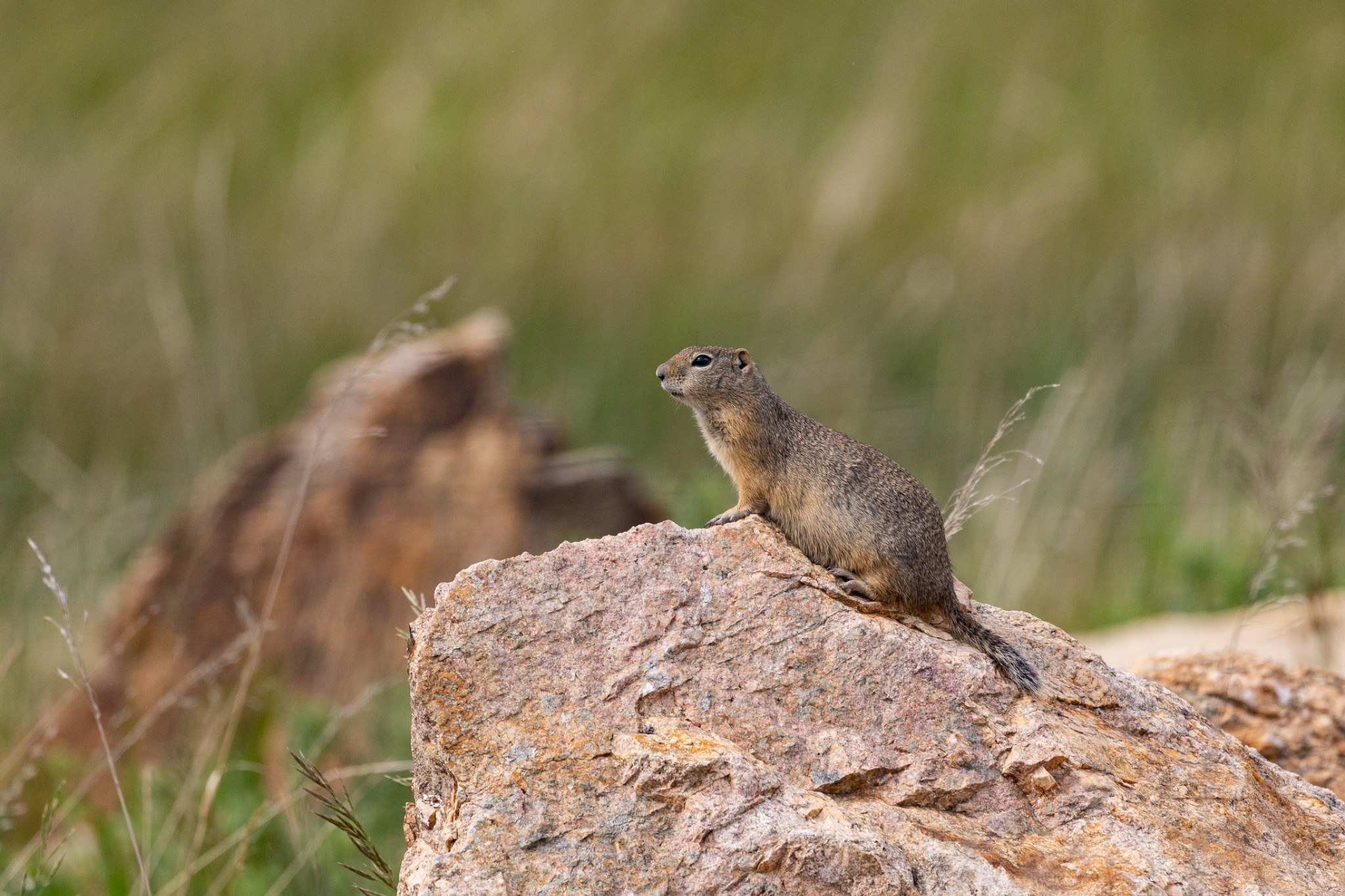 Ground squirrel standing on a rock