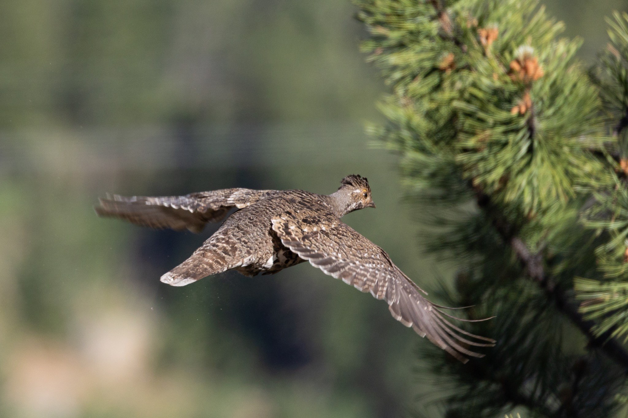 Grouse flying through the forest