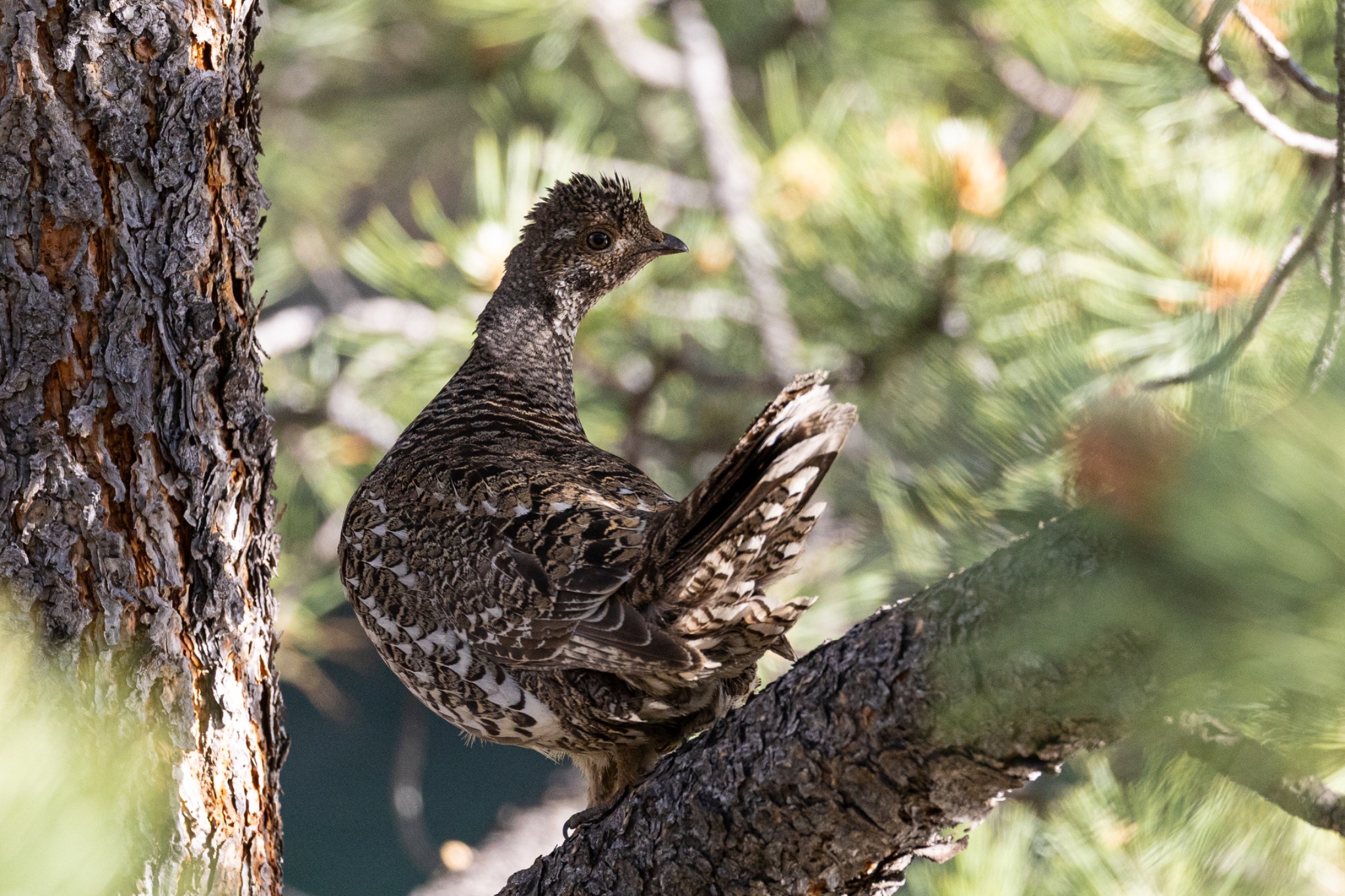 Grouse perched on a pine branch