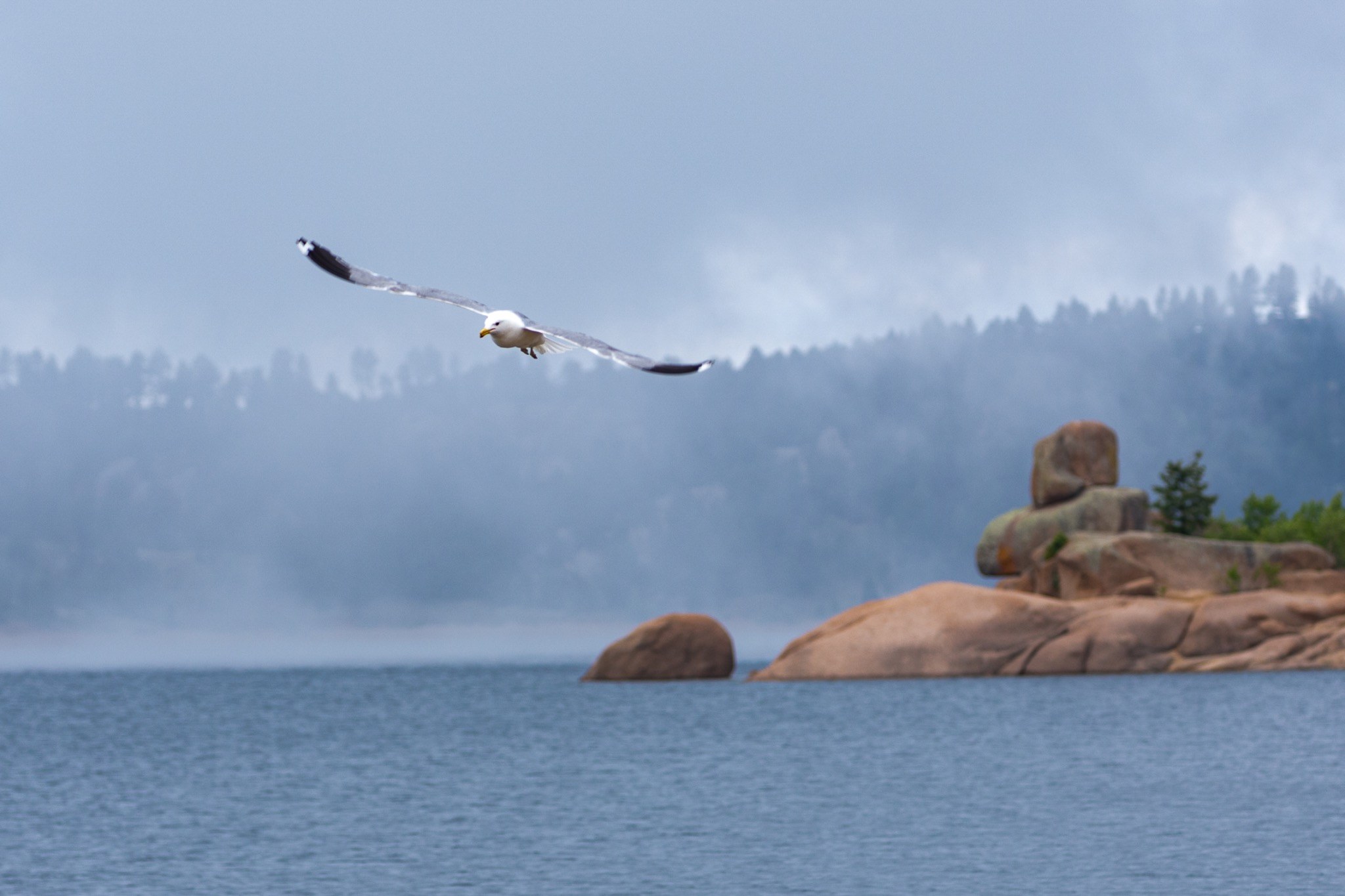 Gull flying across a misty mountain lake