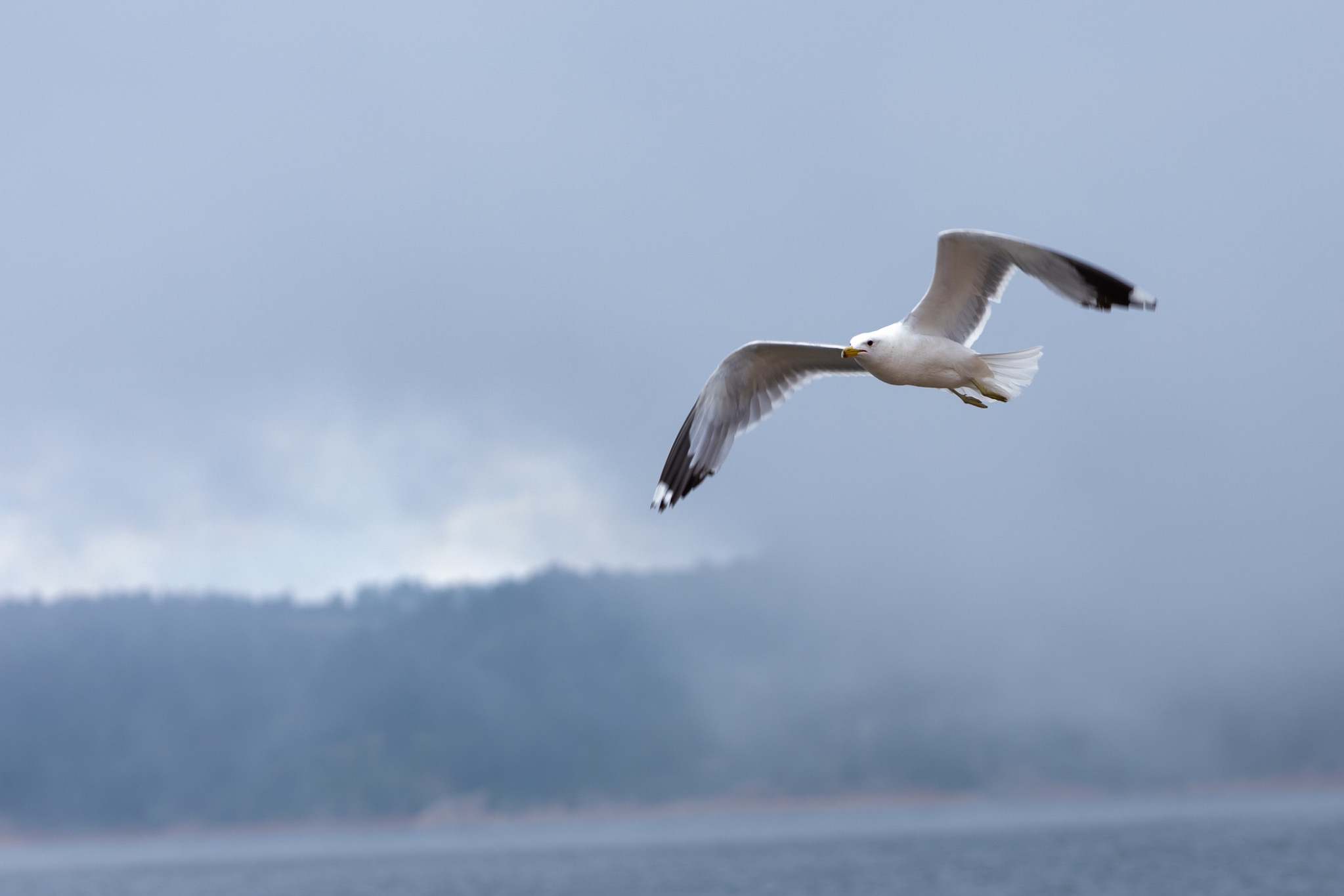 Gull flying against a misty mountain lake