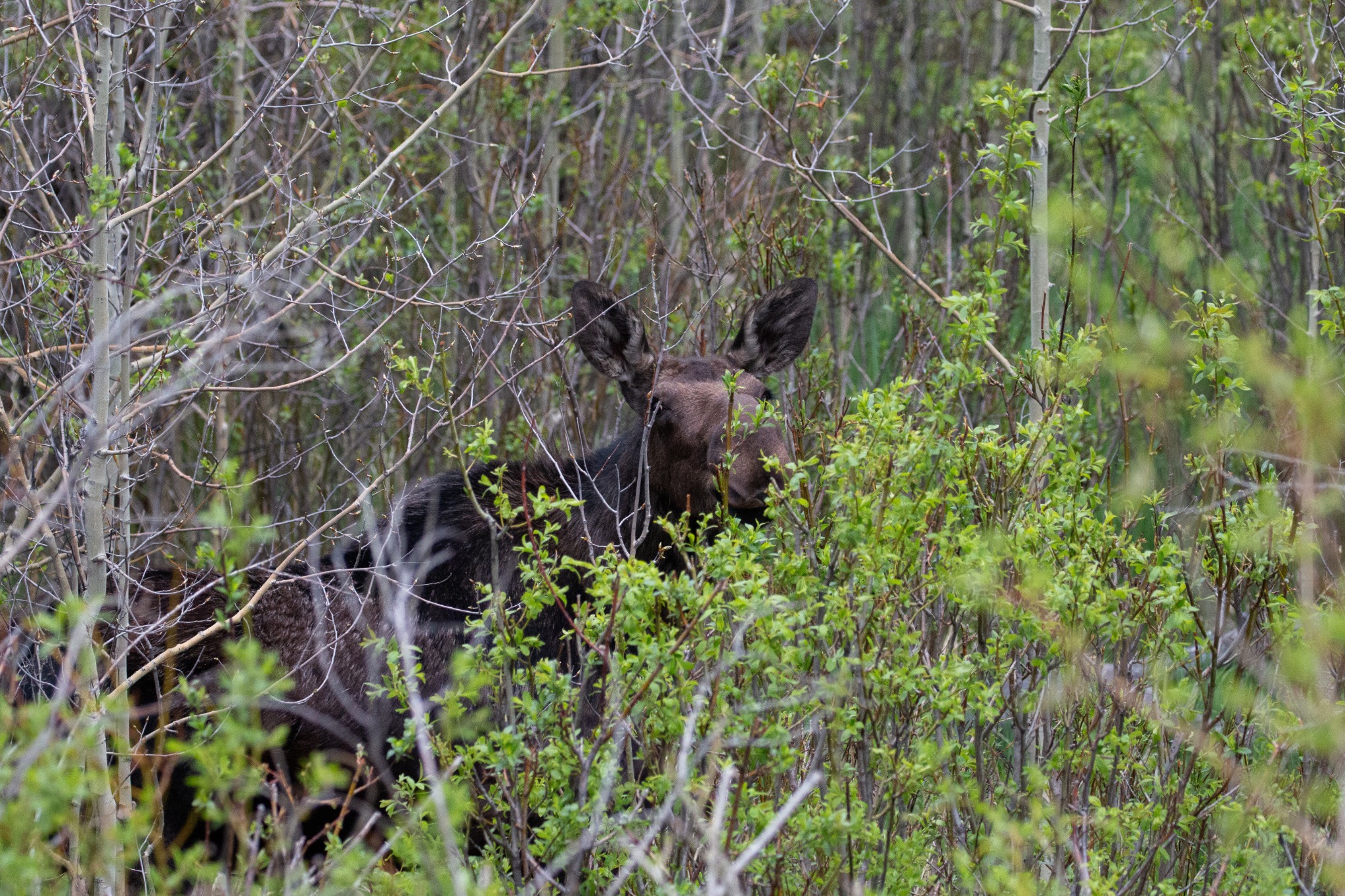 Moose partly concealed by dense spring growth