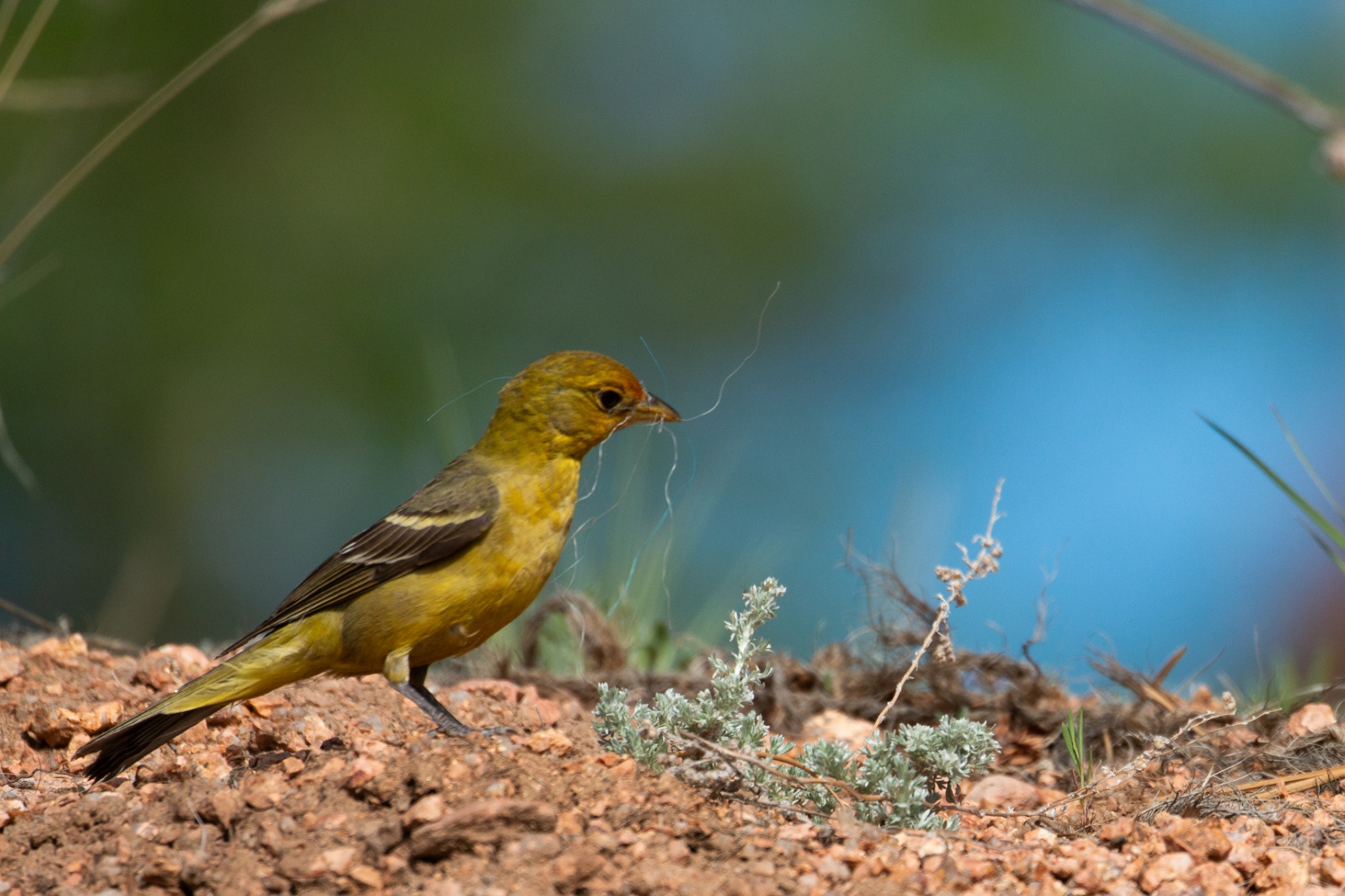 Small yellow bird carrying nesting material