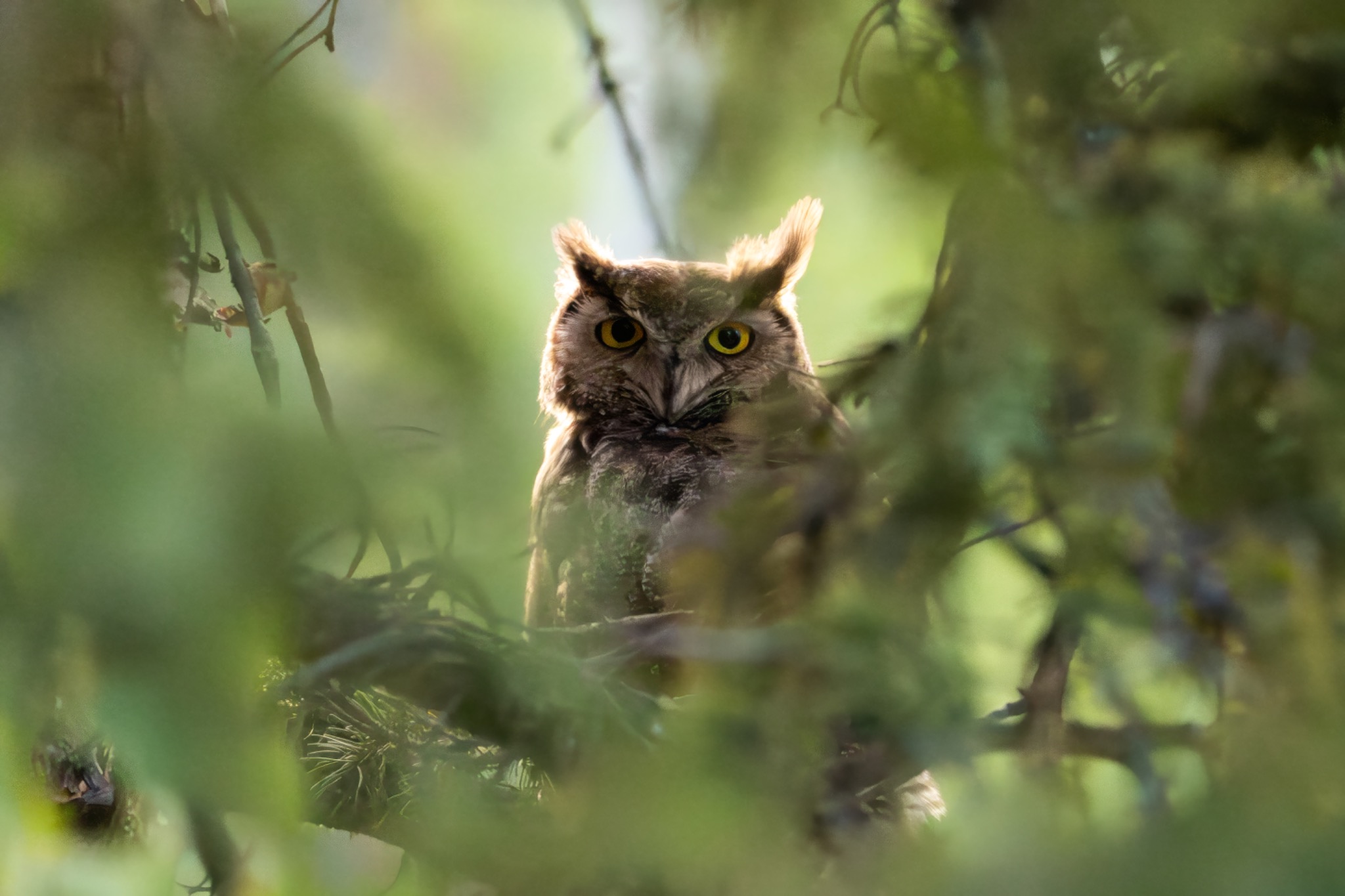 Great horned owl watching through soft forest branches