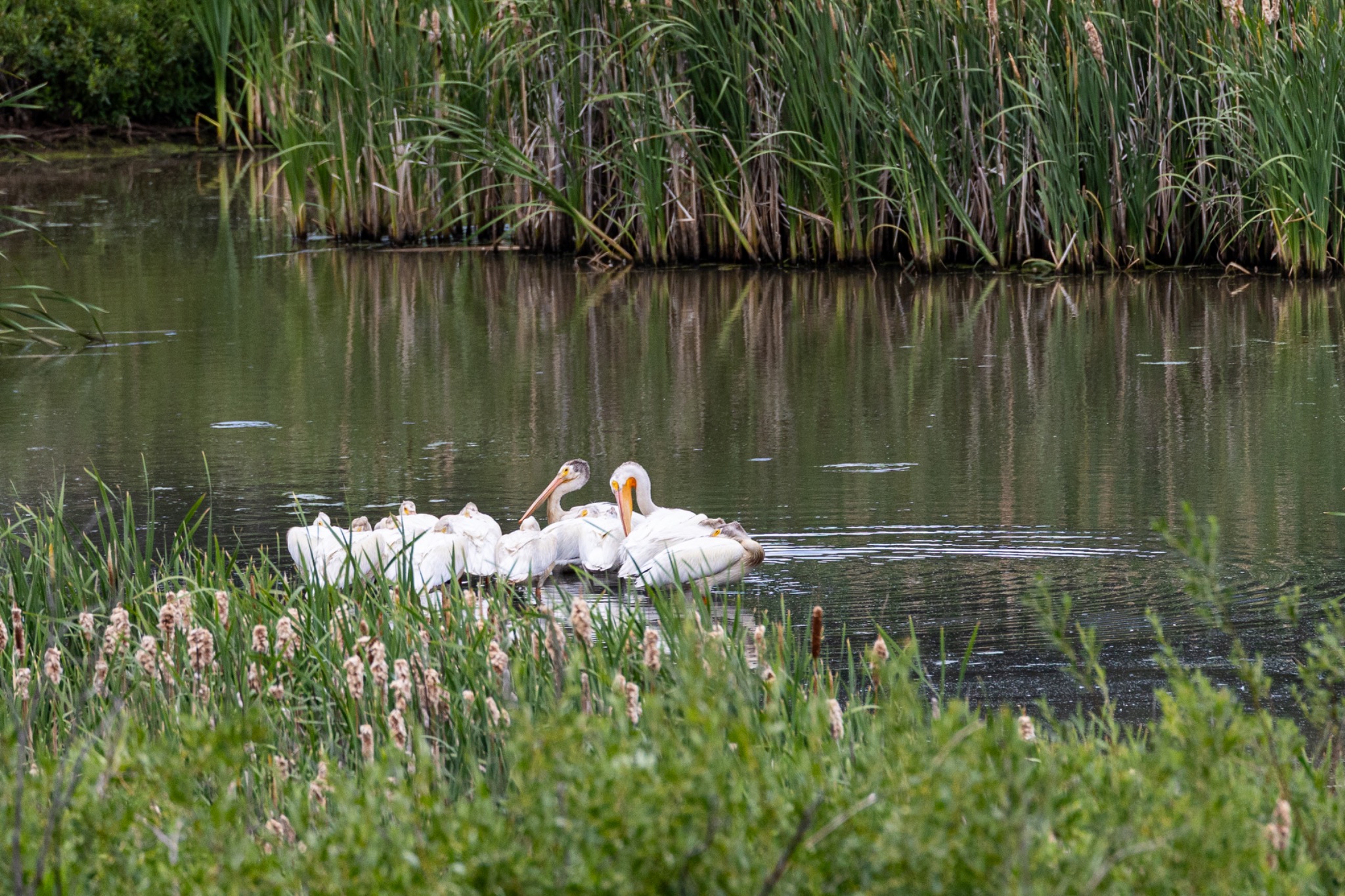 White pelicans resting together in a quiet pond