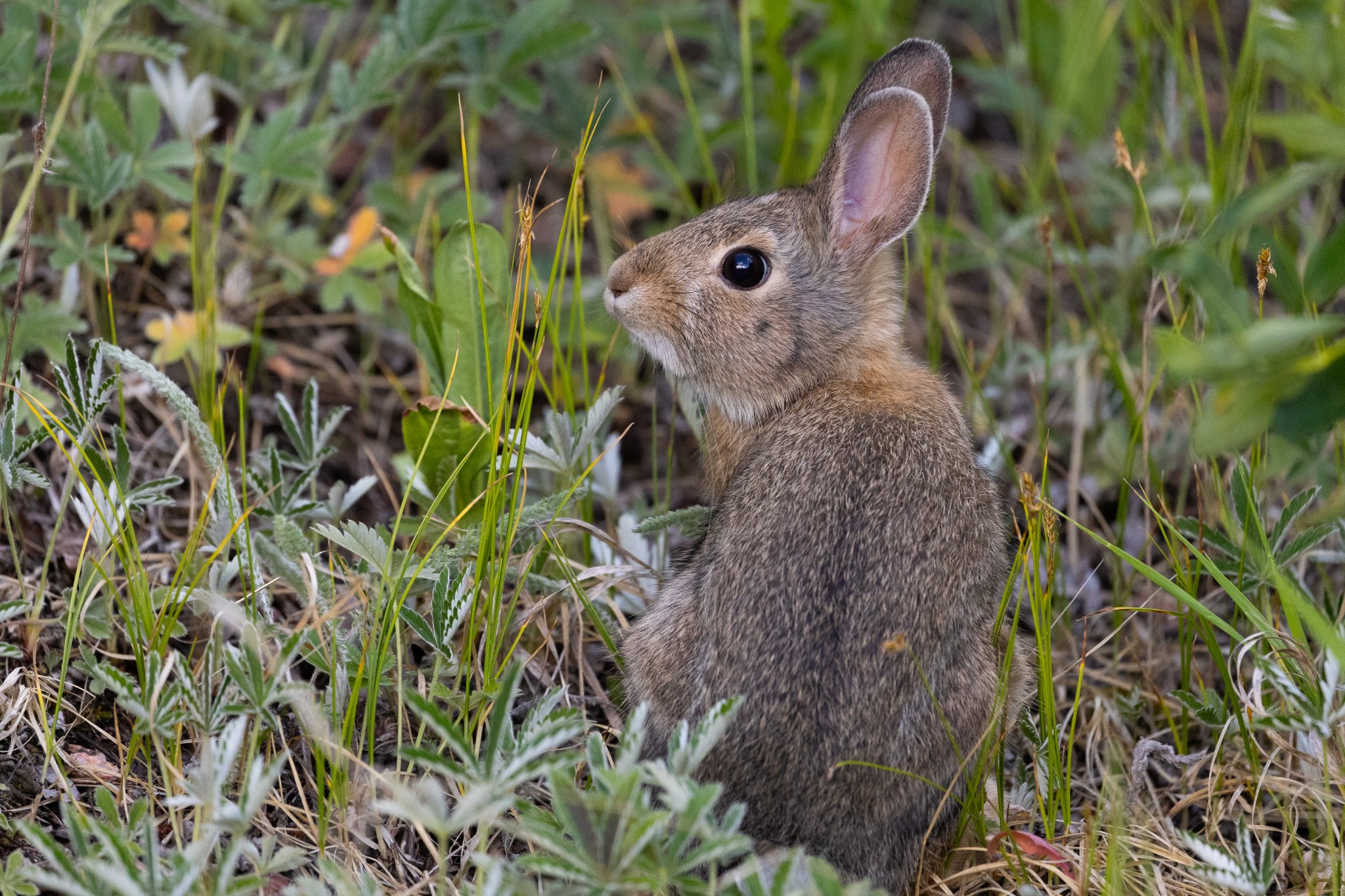 Rabbit sitting among green grass