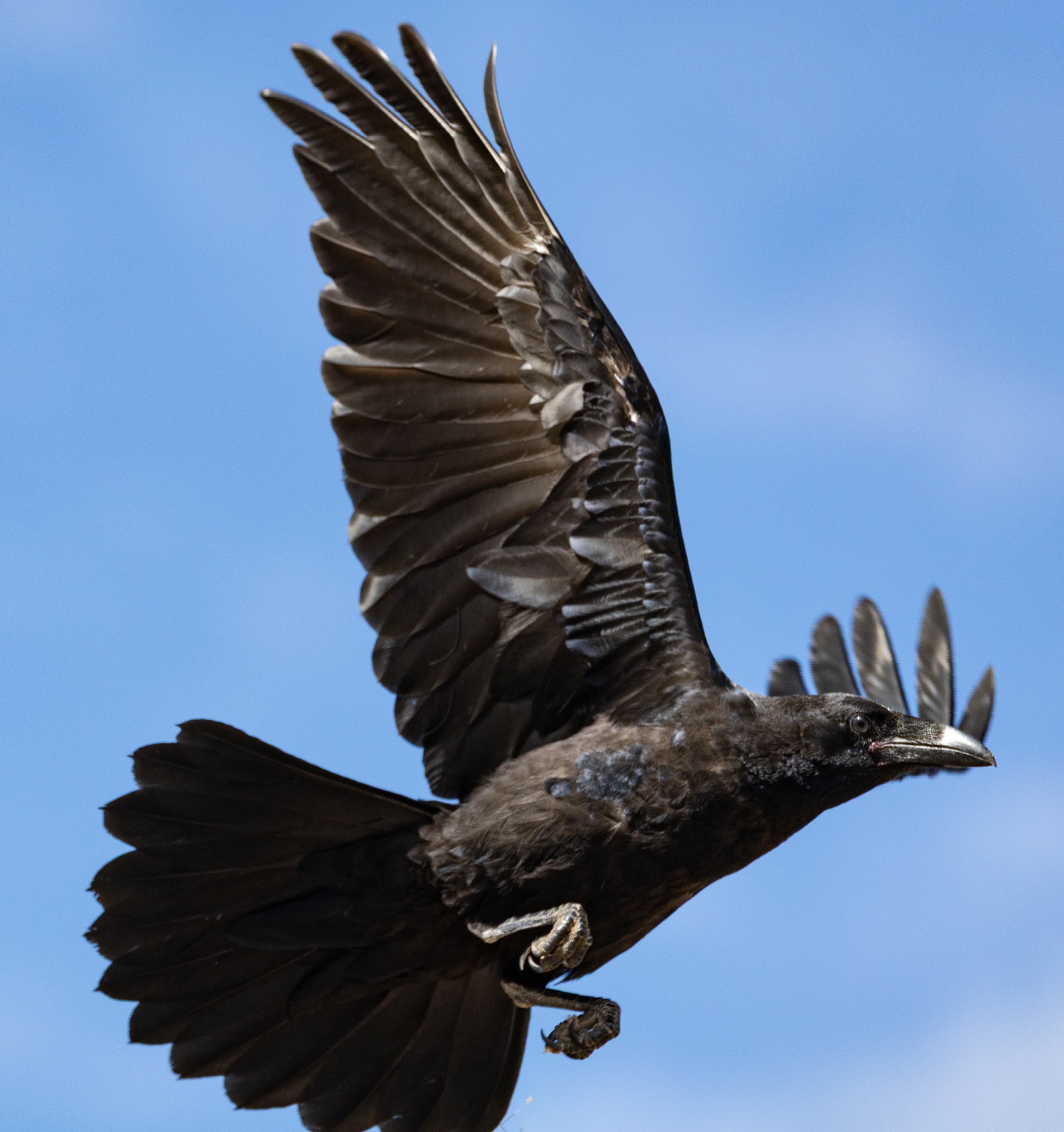 Raven flying against a clear blue sky