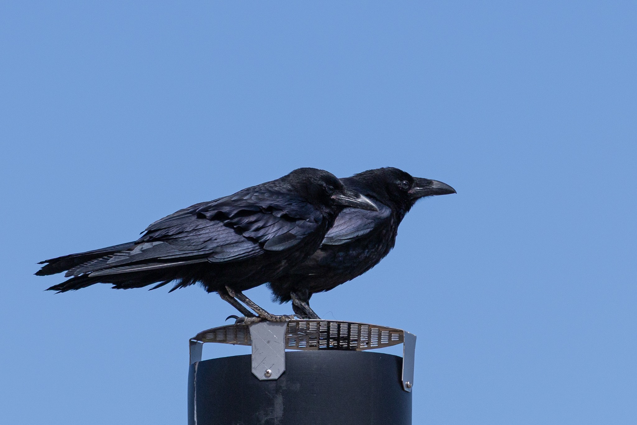 Two ravens perched closely against a blue sky