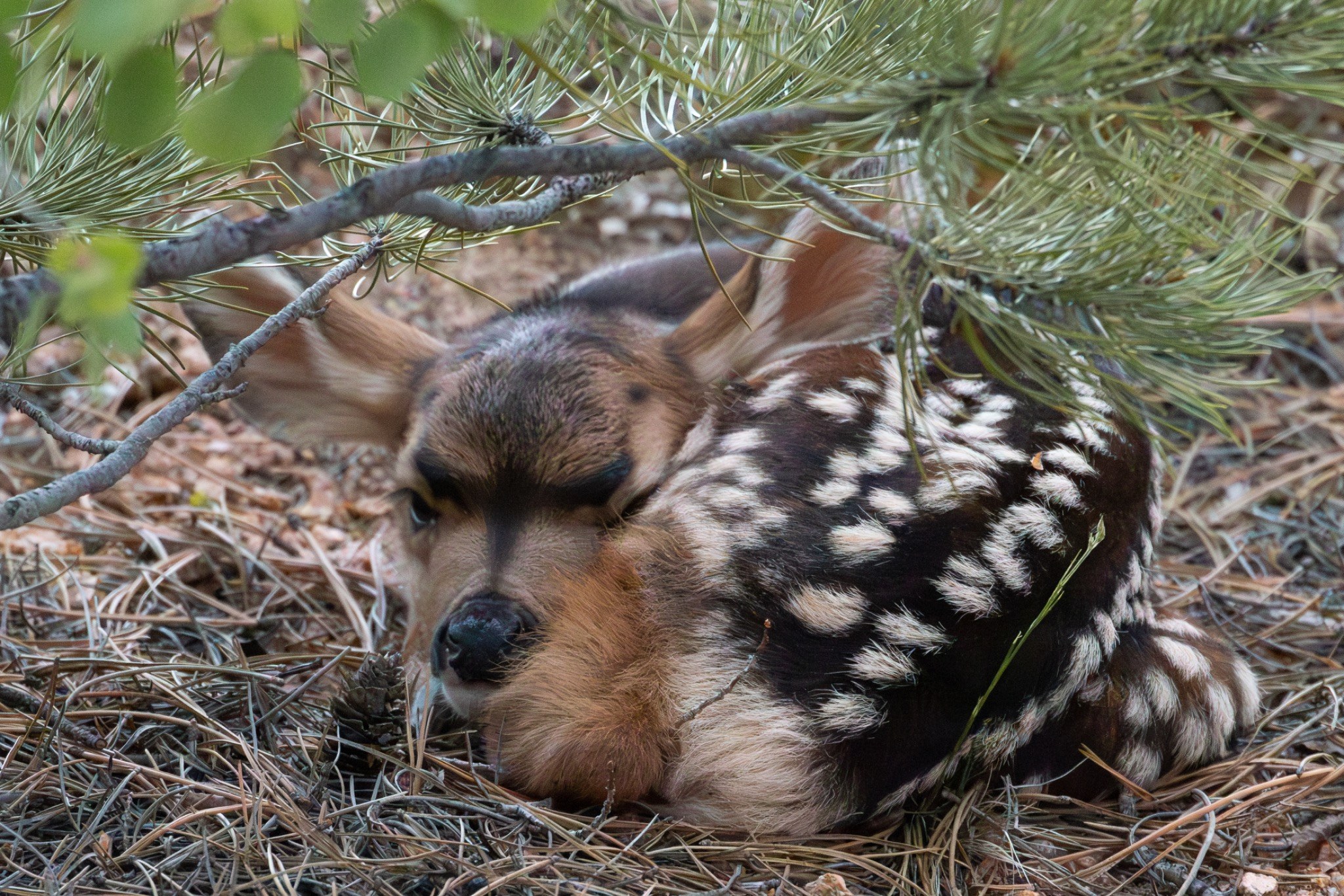 Newborn fawn sleeping beneath pine branches