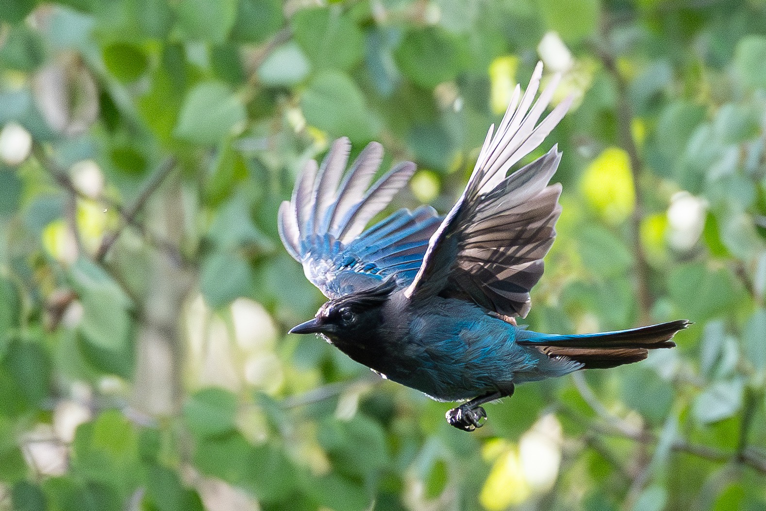 Steller's jay flying through green woodland