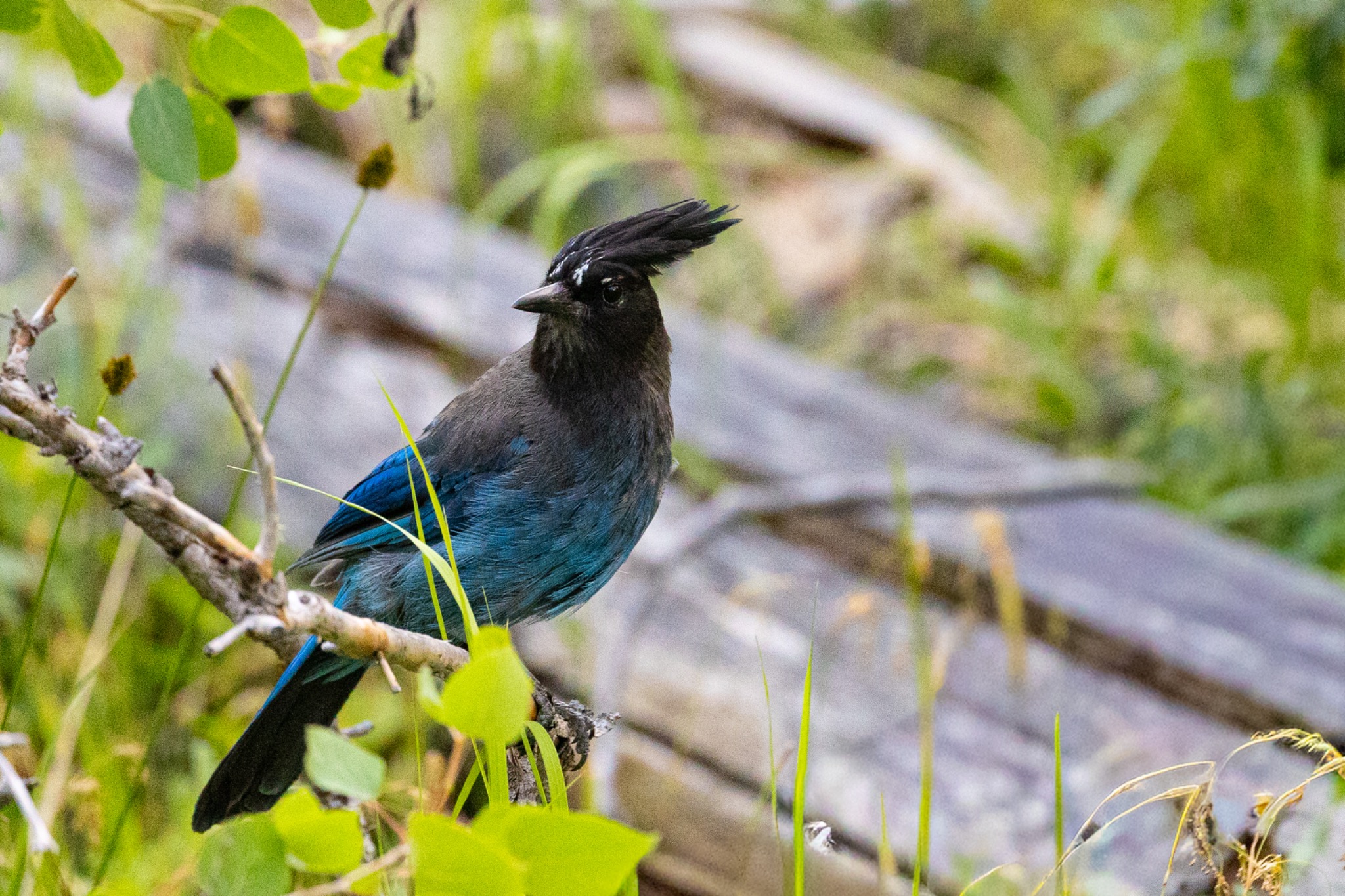 Steller's jay perched among green leaves and fallen wood