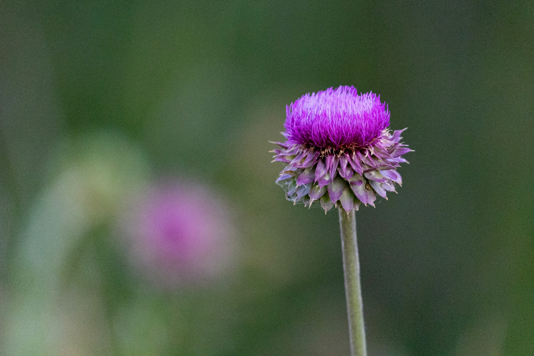 Purple thistle isolated against a soft green background