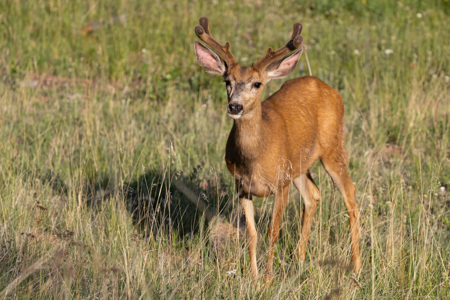 Velvet buck standing in a sunlit meadow