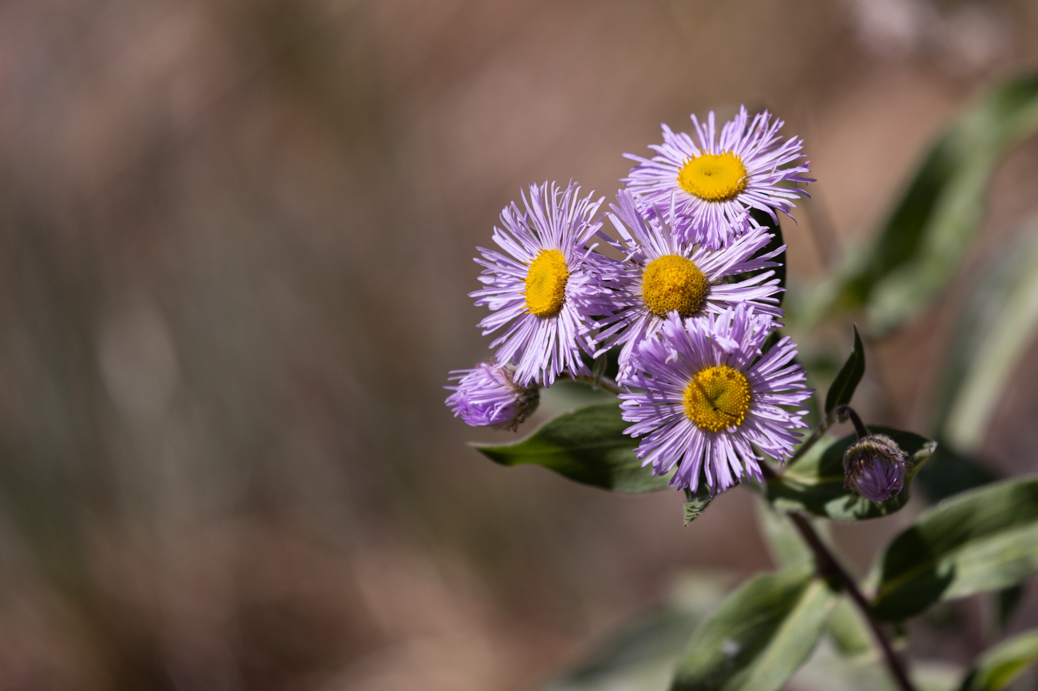 Cluster of lavender wildflowers against a soft natural background